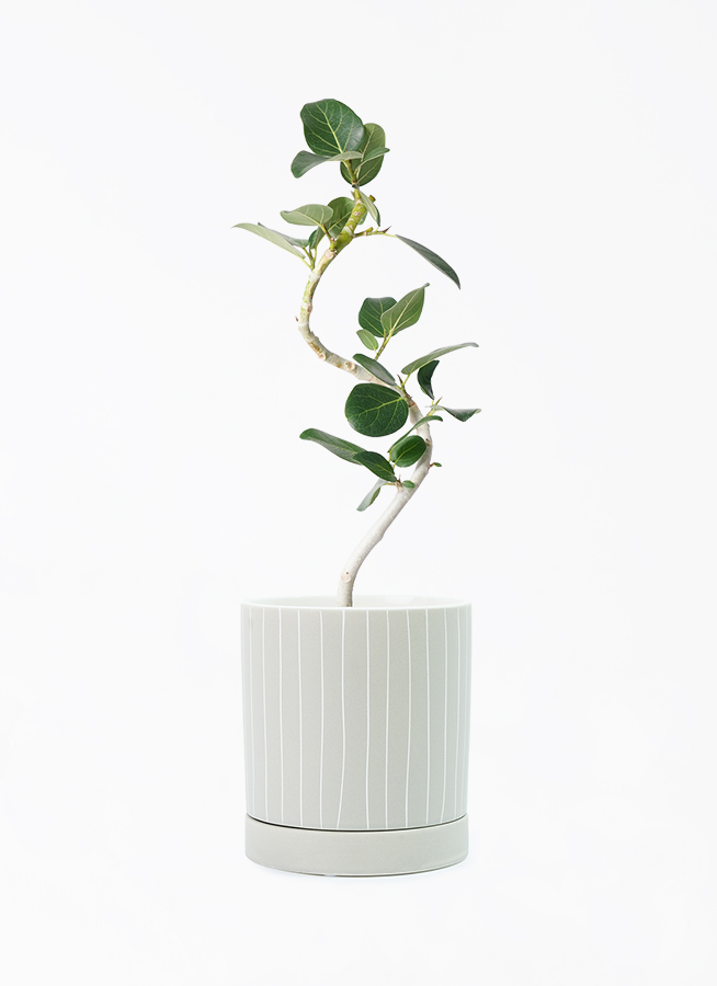 フィカス　ベンガレンシス4 フィカス ベンガレンシス 4号 | 観葉植物通販 HitoHana（ひとはな）
