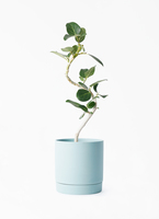 観葉植物 フィカス ベンガレンシス 観葉植物 フィカス ベンガレンシス 8号 曲り エコストーンGray