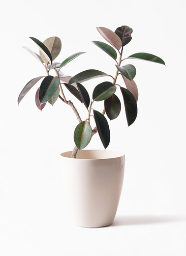 観葉植物 フィカス バーガンディ 6号 曲り ラスターポット 付き | 観葉