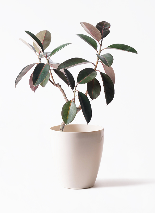 観葉植物 フィカス バーガンディ 6号 曲り ラスターポット 付き | 観葉