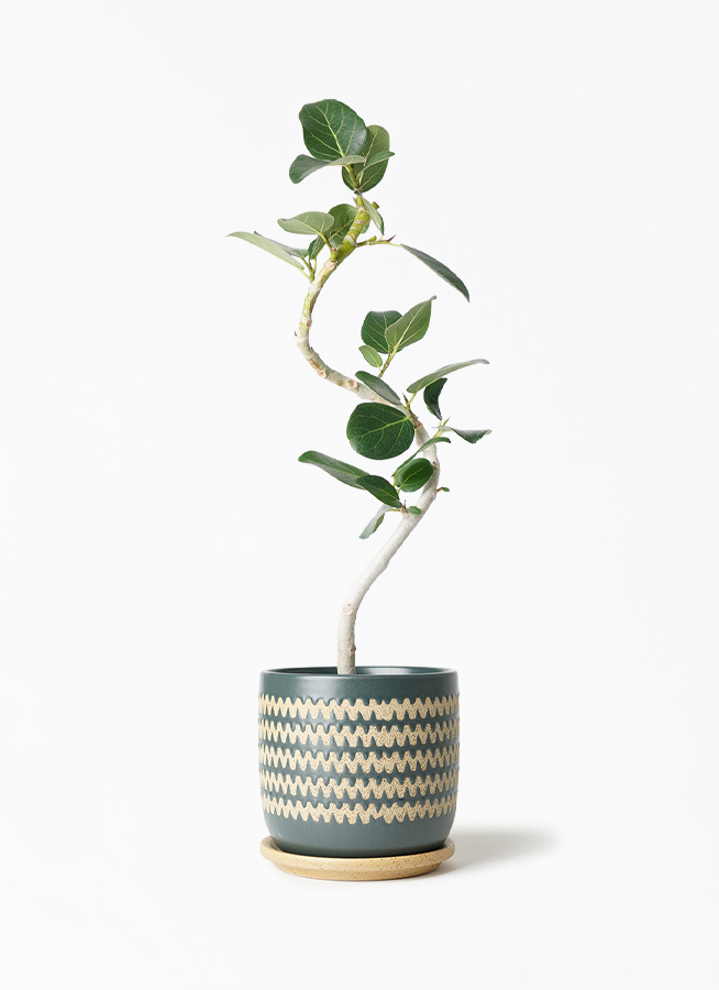 フィカス ベンガレンシス 4号 | 観葉植物通販 HitoHana（ひとはな）