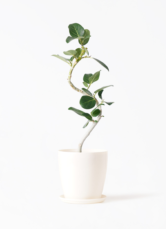 フィカス ベンガレンシス 4号 | 観葉植物通販 HitoHana（ひとはな）