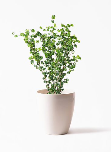 ficus-benjamina-baroque-117_1.