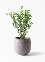 ficus-benjamina-baroque-107_1.