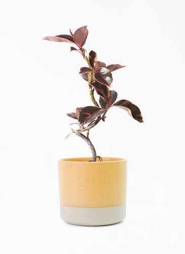 ficus-ruby-177_1.jpg?1705909573