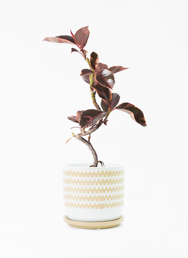 ficus-ruby-176_1.jpg?1705909577