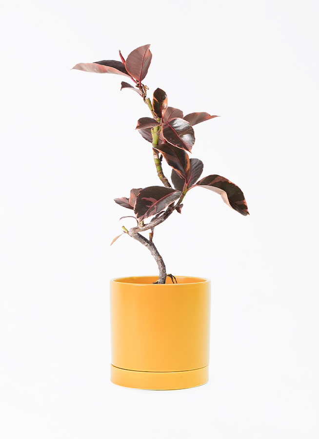 ficus-ruby-172_1.jpg?1705909583