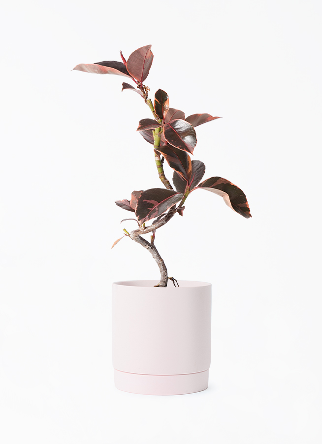 観葉植物 フィカス ルビー 4号 曲り リア ピンク M 付き | 観葉植物