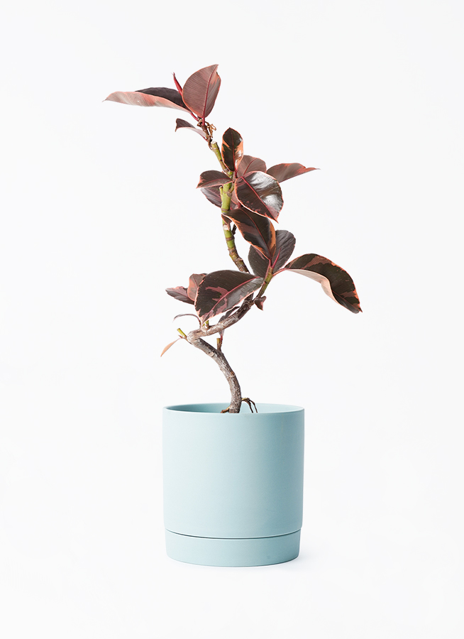 観葉植物 フィカス ルビー 4号 曲り リア 青緑 M 付き | 観葉植物なら