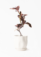 ficus-ruby-168_1.jpg?1705909591