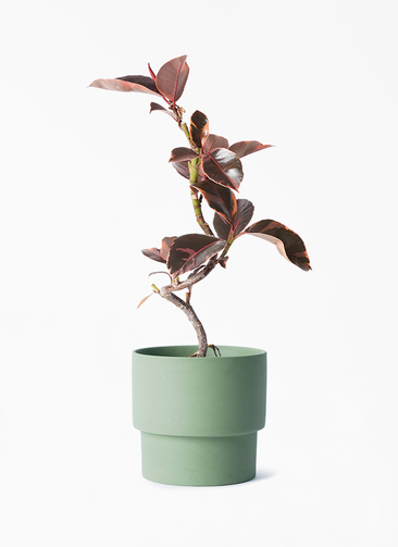 ficus-ruby-166_1.jpg?1705909596