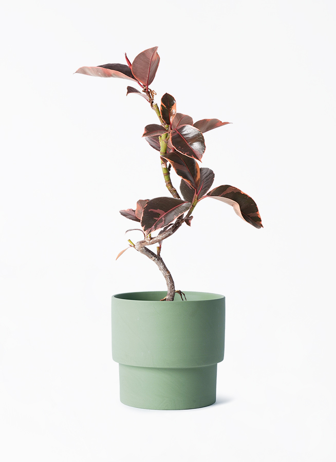 ficus-ruby-166_1.jpg?1705909596