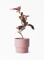 フィカス ルビー 写真 | 観葉植物通販HitoHana(ひとはな)