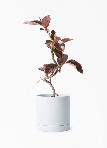 ficus-ruby-162_1.jpg?1705909606