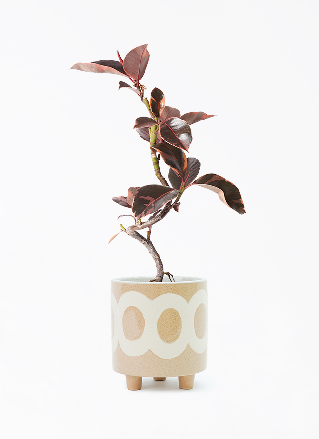 ficus-ruby-158_1.jpg?1705909615