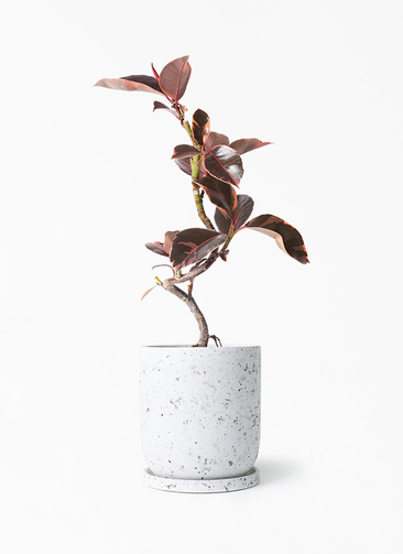 ficus-ruby-156_1.jpg?1705909619