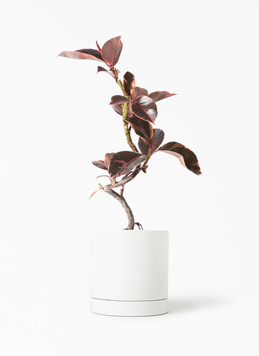 フィカス ルビー 実生 自然樹形 12/16まで特価 送料込 フィカス ルビー 実生 自然樹形 12/16まで特価 送料込 PLANCHU 観葉