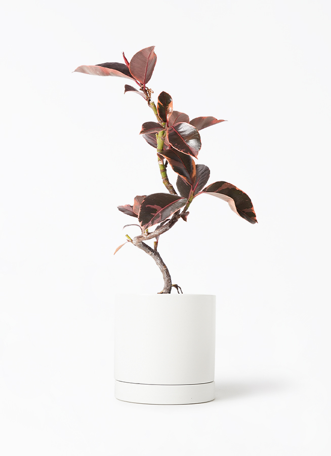 フィカス ルビー 実生 自然樹形 12/16まで特価 送料込 ficus-ruby-149_1.jpg?1705909634