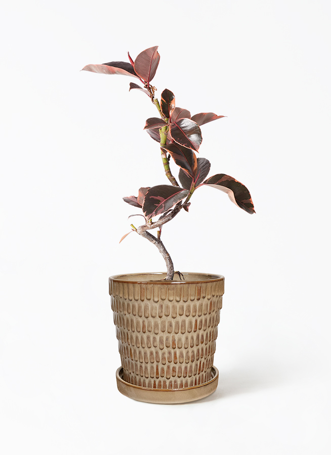 観葉植物 フィカス ルビー 4号 曲り ラスターポット付き 付き | 観葉