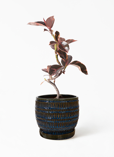 観葉植物 フィカス ルビー 4号 曲り クラッツ シノ ブルー 付き | 観葉