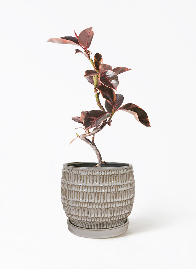 フィカス ルビー 実生 自然樹形 12/16まで特価 送料込 観葉植物