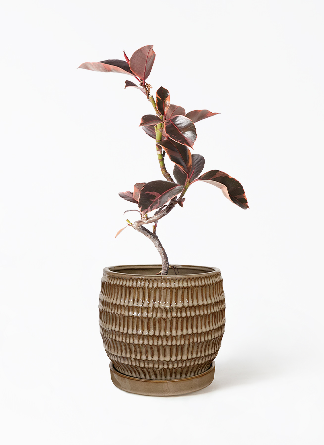 観葉植物 フィカス ルビー 4号 曲り インナ 15 G 付き | 観葉植物なら