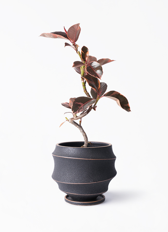 フィカス　ルビー　曲がり仕立て　陶器鉢　植え込み発送 フィカス ルビー 曲がり仕立て 陶器鉢 植え込み発送 観葉植物 フィカス