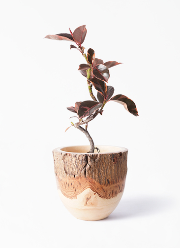 観葉植物 フィカス ルビー 4号 曲り Mango Wood (マンゴーウッド