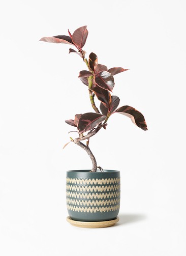 ficus-ruby-154_1.jpg?1705909668