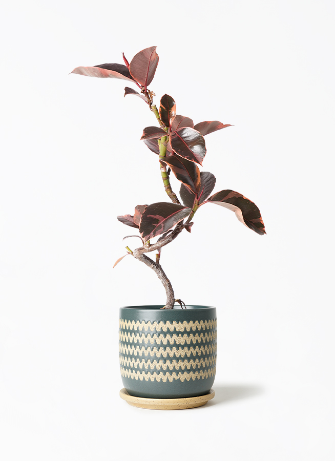 ficus-ruby-154_1.jpg?1705909668