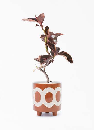 ficus-ruby-180_1.jpg?1705909670