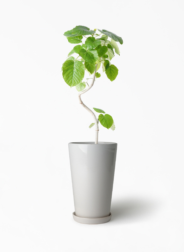 観葉植物 フィカス ウンベラータ 6号 曲り ラウンド 付き | 観葉植物