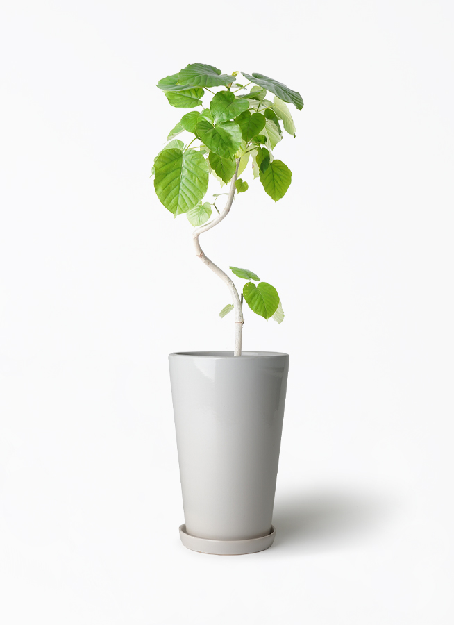 観葉植物 フィカス ウンベラータ 6号 曲り ラウンド 付き | 観葉植物