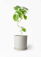 観葉植物 フィカス ウンベラータ 6号 曲り ホルスト シリンダー