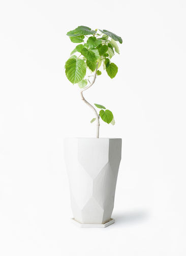 観葉植物 フィカス ウンベラータ 6号 曲り Ceramic Pot (セラミック
