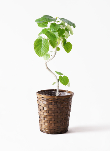 フィカス ウンベラータ 曲がり 大人気 観葉植物 実生 らせん 観葉植物 フィカス ウンベラータ 6号 曲り 竹バスケット 付き