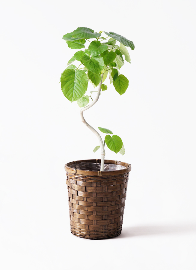観葉植物 フィカス ウンベラータ 6号 曲り 竹バスケット 付き | 観葉