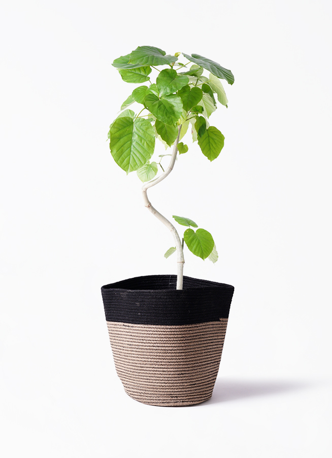 観葉植物 フィカス ウンベラータ 6号 曲り プラスチック鉢 | 観葉植物