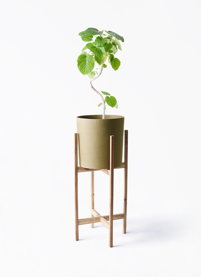 観葉植物 フィカス ウンベラータ 6号 曲り プラスチック鉢 | 観葉植物