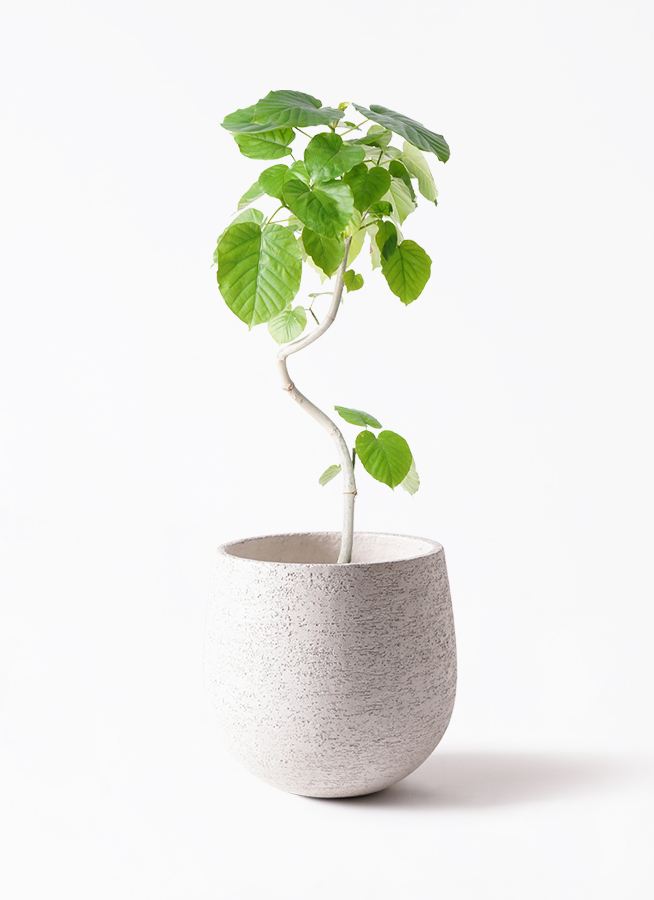 ［現品］36番　フィカス　ウンベラータ　曲がり　8号　観葉植物　室内　大型 観葉植物 フィカス ウンベラータ 6号 曲り インティ シリンダー