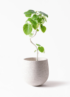 観葉植物 フィカス ウンベラータ 6号 曲り エステリ ピンク 付き