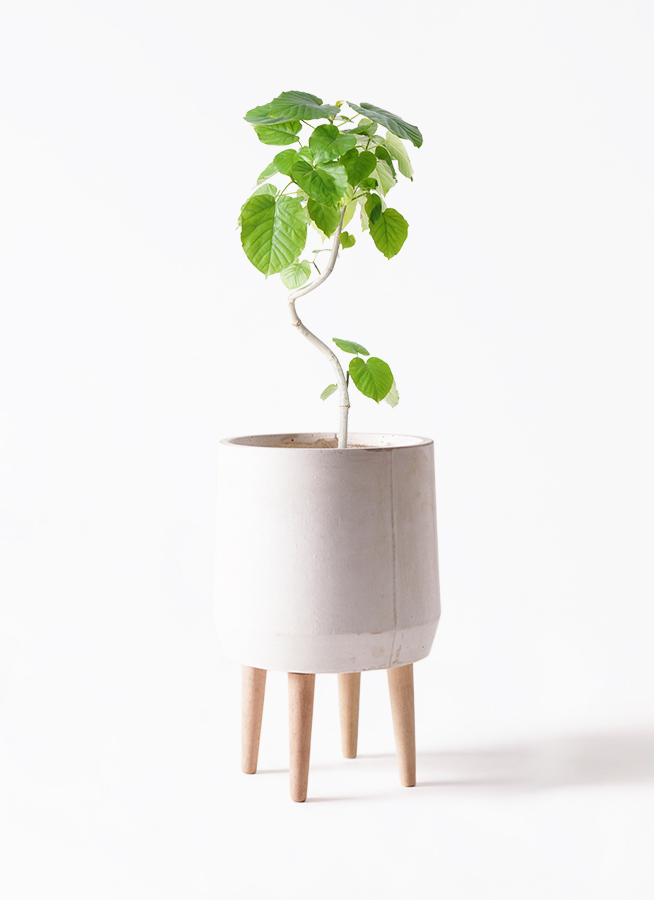 【現品】フィカス・ウンベラータ　曲がり　5号ポット（1） 観葉植物 フィカス ウンベラータ 6号 曲り ラスターポット 付き