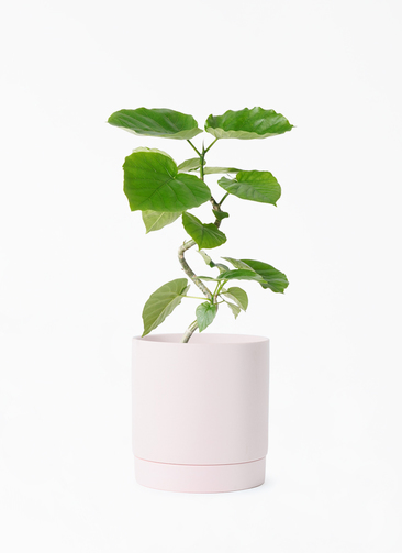 観葉植物 フィカス ウンベラータ 4号 曲り リア ピンク M 付き | 観葉