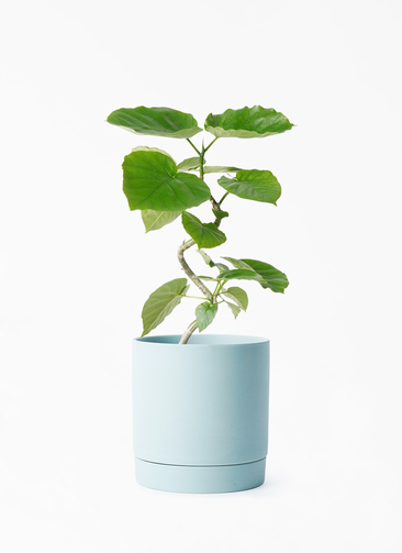 観葉植物 フィカス ウンベラータ 4号 曲り リア 青緑 M 付き | 観葉
