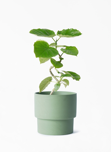 【11月末まで】約140cm　フィカス・ウンベラータ グリーン 観葉植物 フィカス ウンベラータ 4号 曲り エメリ 14 G グリーン 付き