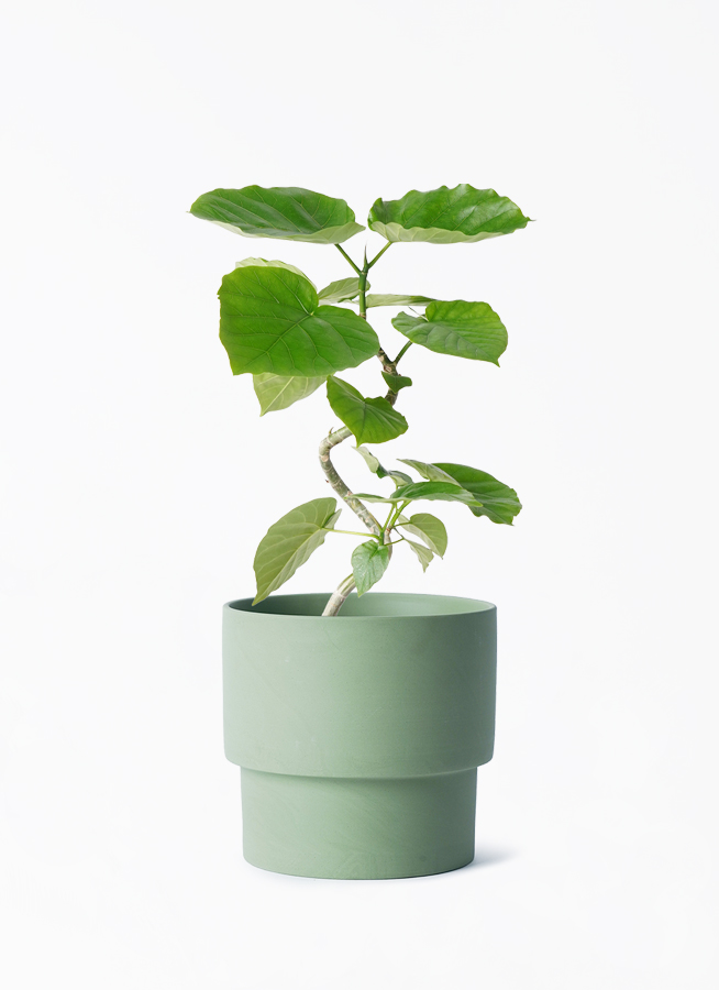 観葉植物 フィカス ウンベラータ 4号 曲り エメリ 14 G グリーン 付き