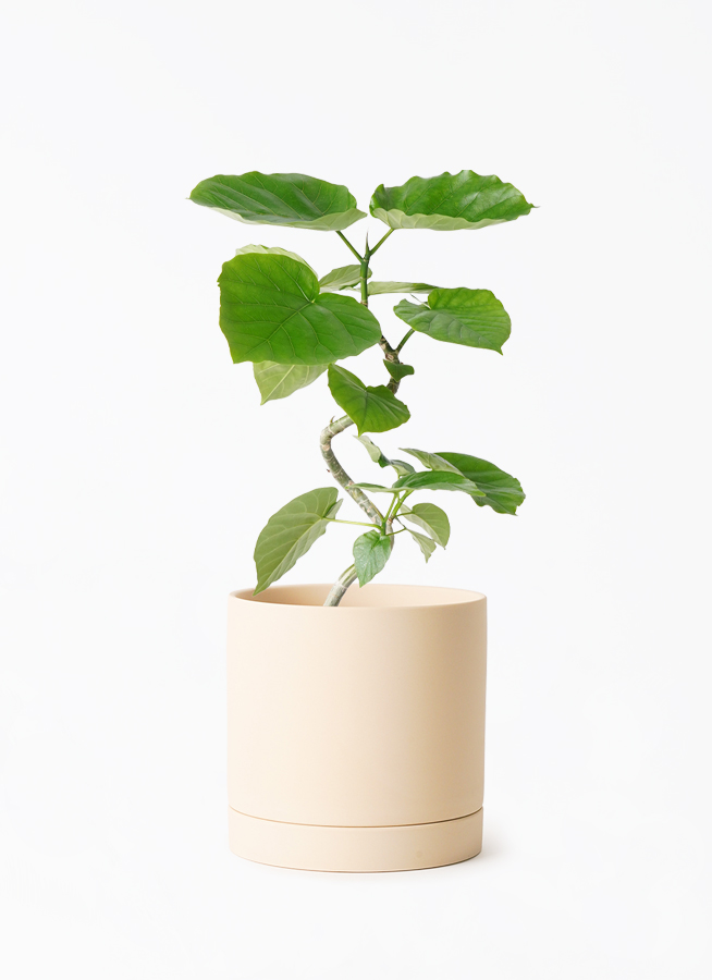 観葉植物 フィカス ウンベラータ 4号 曲り ルーツ 15 L ベージュ 付き