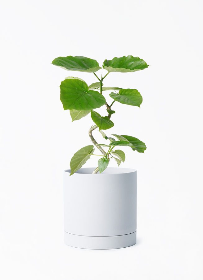 ficus-umbellata-1027_1.jpg?