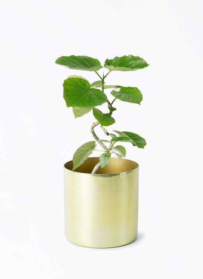 観葉植物 フィカス ウンベラータ 4号 曲り ラーケルシリンダー 15