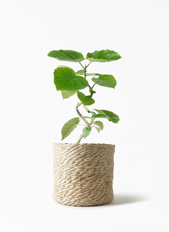 ficus-umbellata-1020_1.jpg?